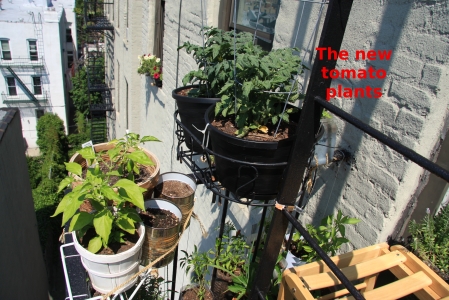 tomato plants clamped to fire escape ladder